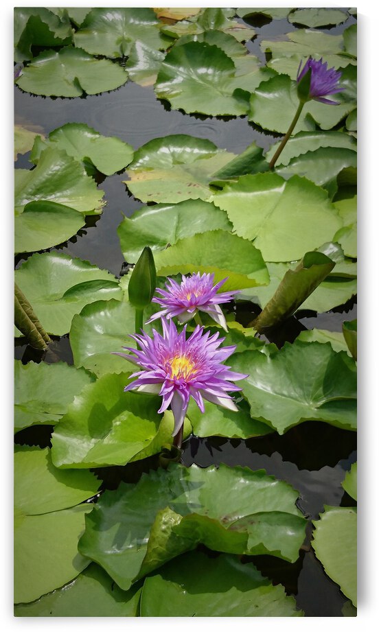 Purple Water Lilies by Saowalux Poshyanandana