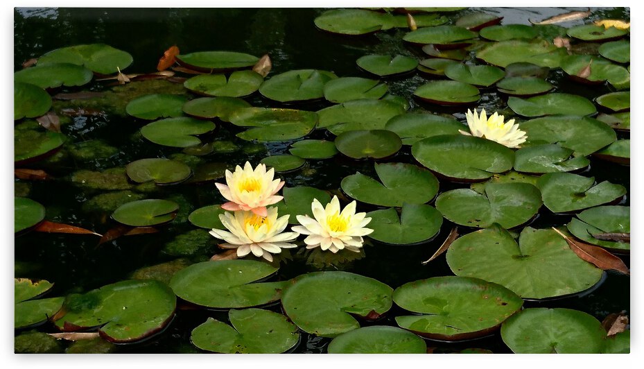 Yellow Water Lilies by Saowalux Poshyanandana