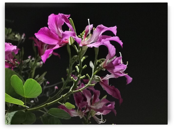 Pink Flowers at Night by Saowalux Poshyanandana