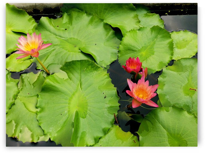 Water Lilies by Saowalux Poshyanandana