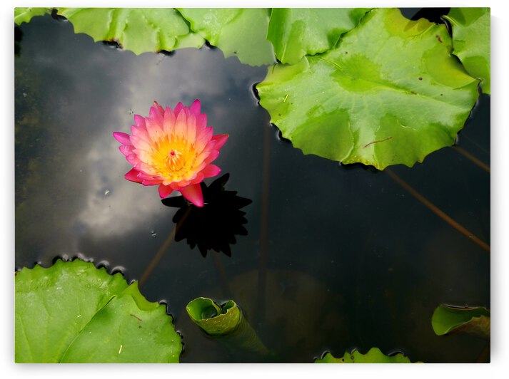 Water Lily by Saowalux Poshyanandana