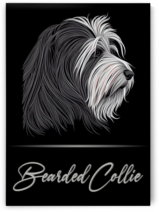 Bearded Collie Portrait by Best Breeds