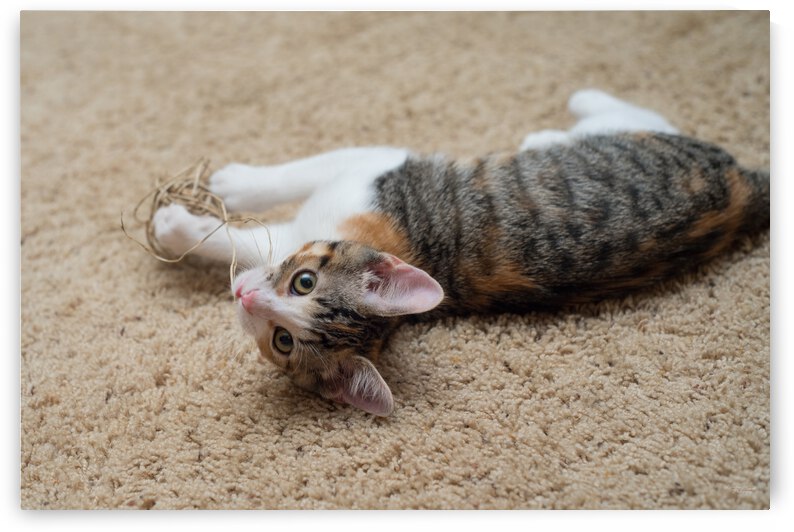 Curious Playful Calico Tabby Kitten by Jennifer White