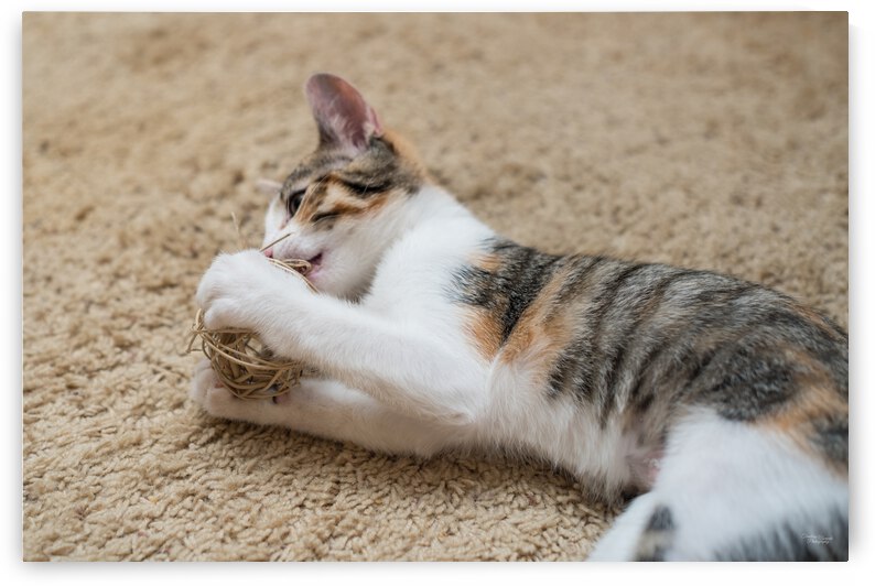 Calico Tabby Kitten Playing by Jennifer White