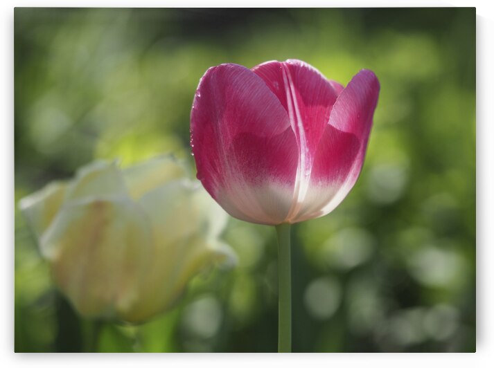 Simple Beauty by Suzanne Bonin