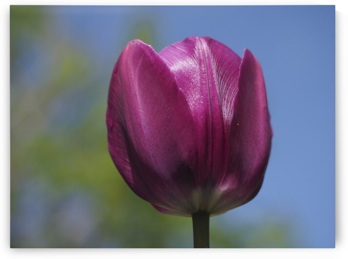 Perfect Day by Suzanne Bonin