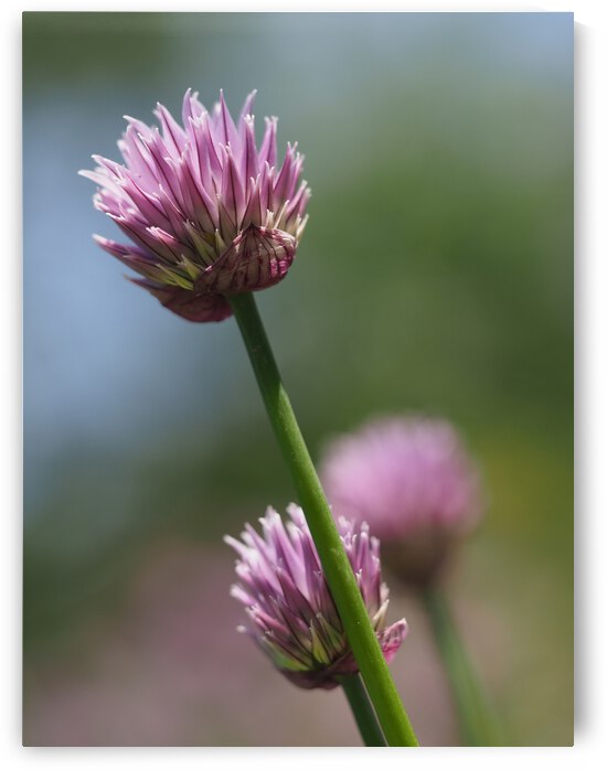 Pink Onion by Suzanne Bonin