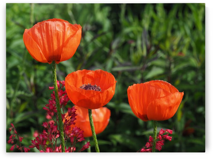 Poppies by Suzanne Bonin