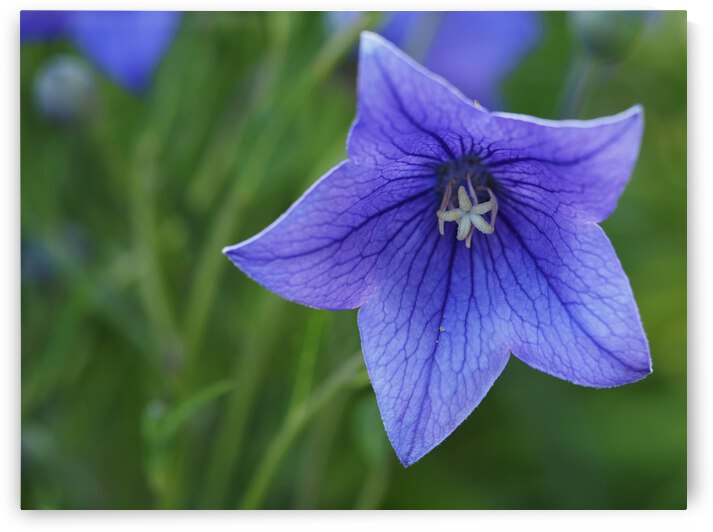 Balloon Flower by Suzanne Bonin