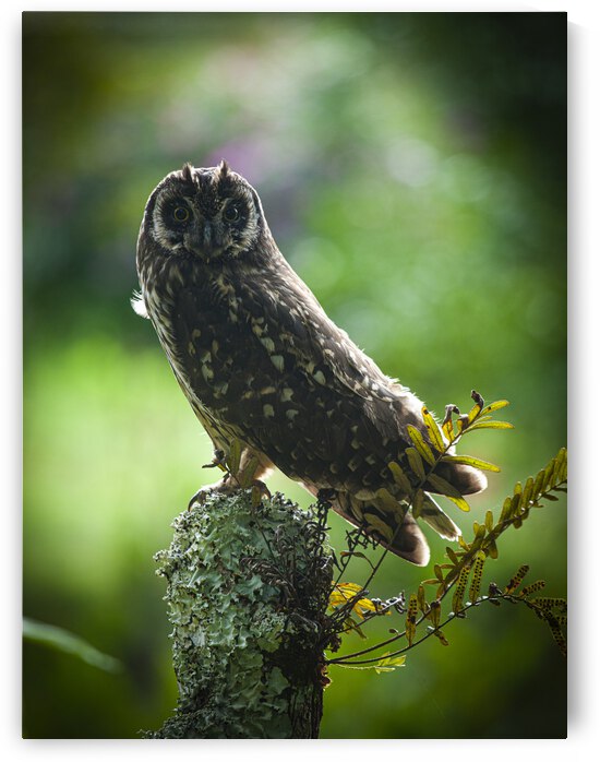 Owl on Perch by Kim Stagg