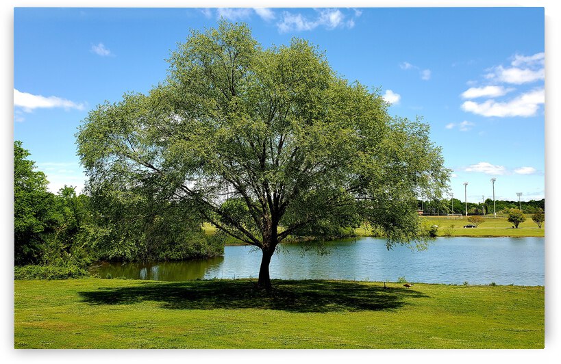 Solo Tree with Purpose by The NC Geek