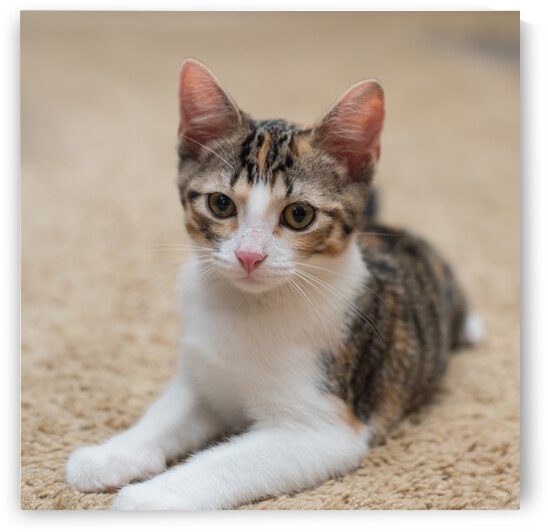 Calico Tabby Kitten Pose by Jennifer White