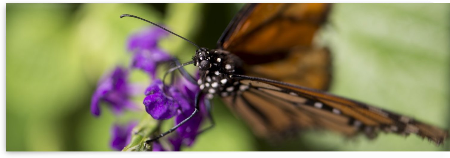 Butterfly Eye by Saige Eitman