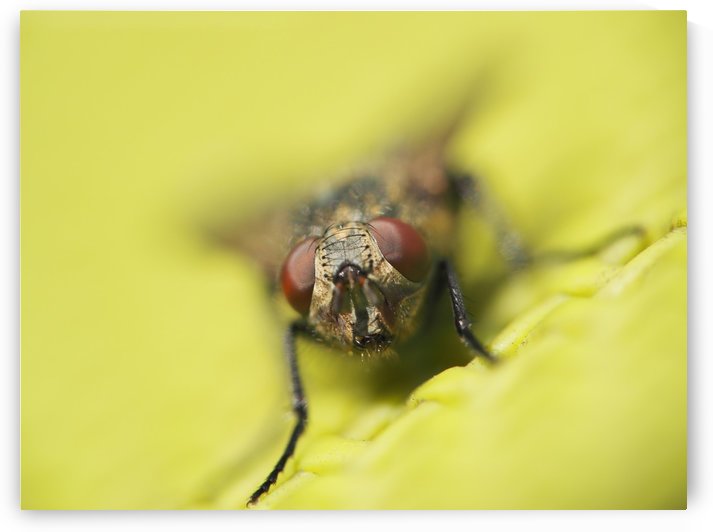 The Fly! by GSPhoto