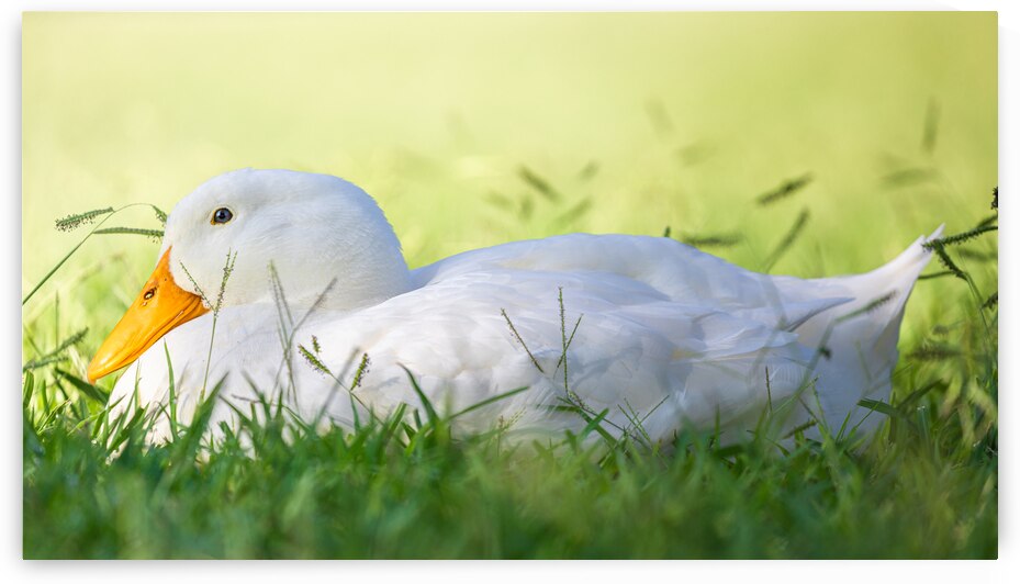 American Perking Duck On The Farm  by Jordan Hill Photography
