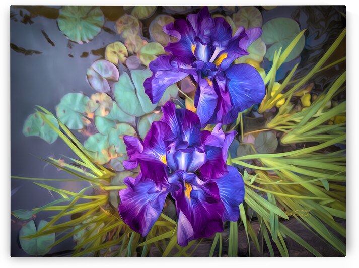 Iris in a Pond by ArcheanArt
