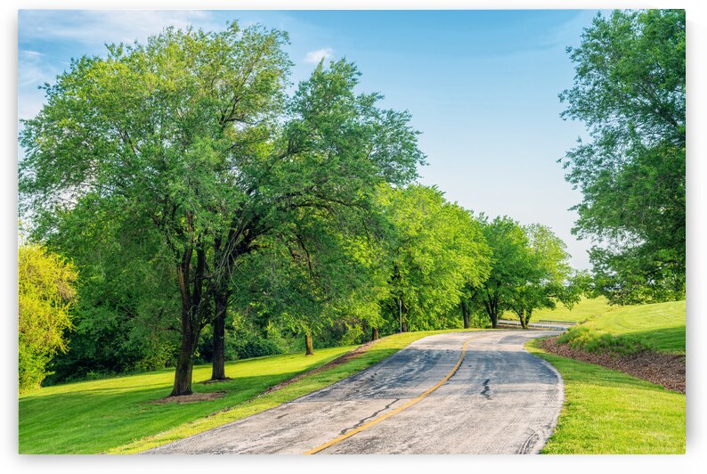 Curved Road And Elm Trees by Jennifer White