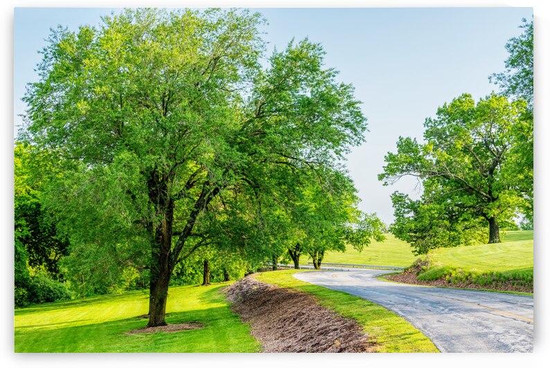 Curvy Road And Elm Trees by Jennifer White