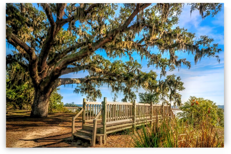 Bonaventure Cemetery by Shelia Hunt Photography