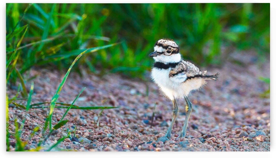 Killdeer Chick  1 by Joe Riederer