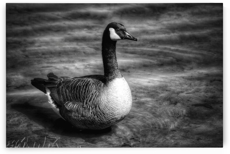 Canada Goose B&W by Light Through Glass