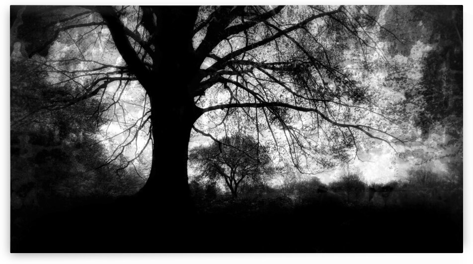 Oak Tree  B&W by Light Through Glass