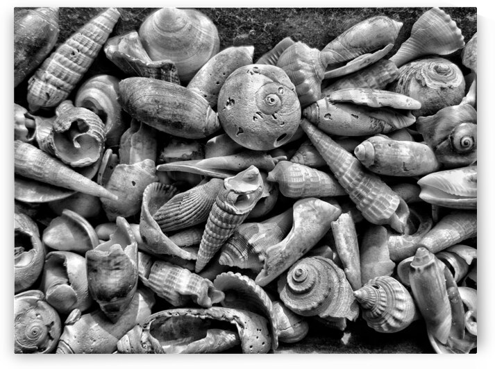Seashells B&W by Light Through Glass