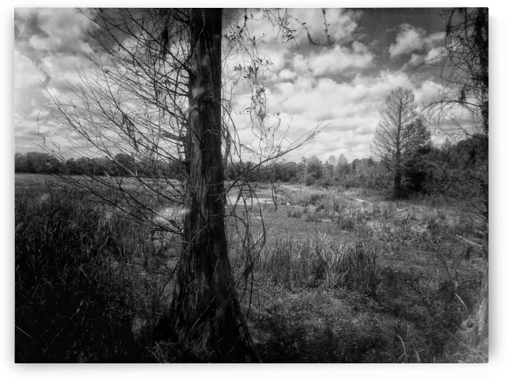 Tree in Field  B&W by Light Through Glass