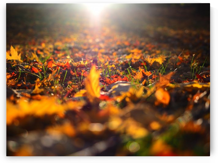 Autumn Colors by GSPhoto