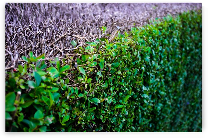 Abstract Background Bush Close Ecological Ecology by STOCK PHOTOGRAPHY