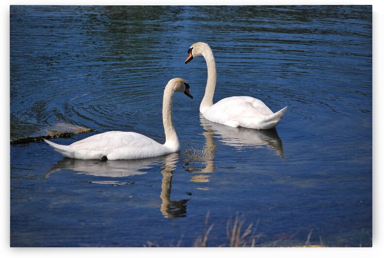 Swans by Light Through Glass