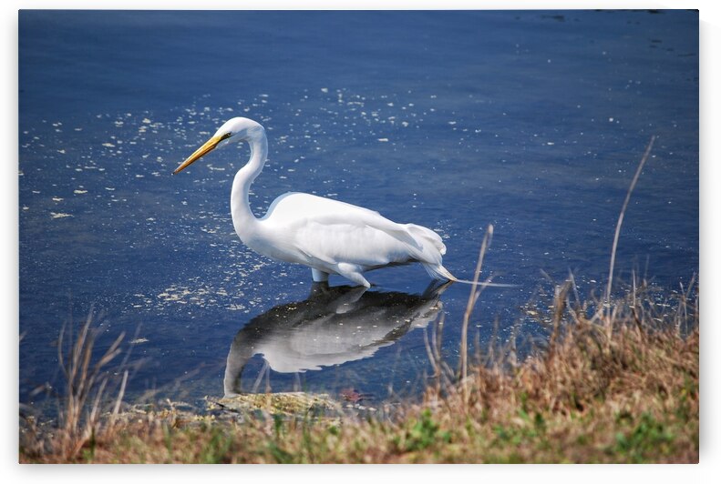 Egret  by Light Through Glass