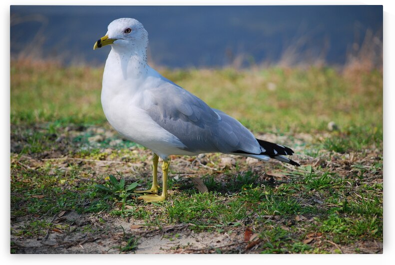 Segall  by Light Through Glass