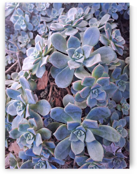 Vet Plante on a Frosty Morning by Jamey Bester