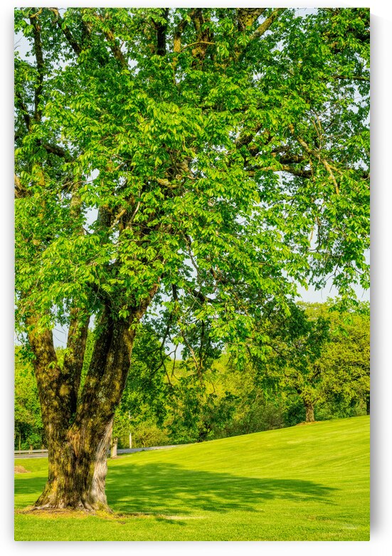 By The Old Elm Tree by Jennifer White