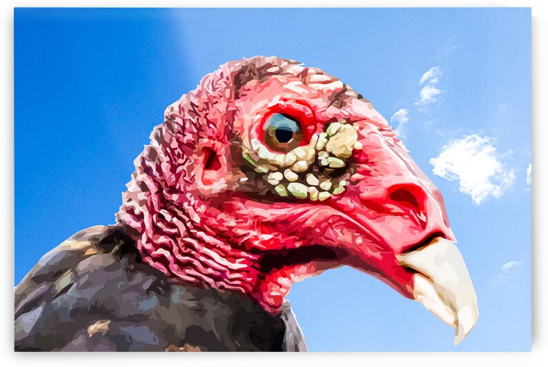 Turkey Vulture Beauty Shot by Joe Riederer