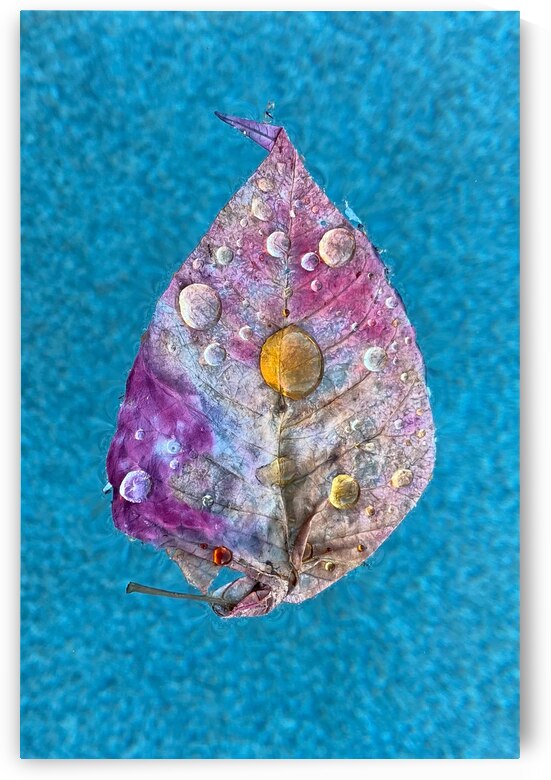 20210306 IMG 4276 by Serv Goyal