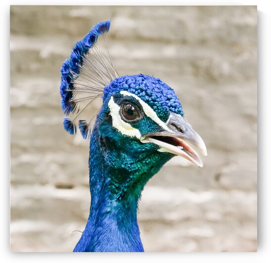 ANU 8351 by Serv Goyal