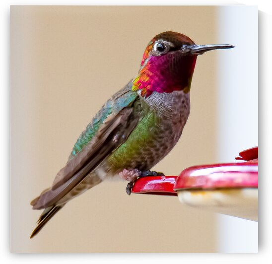 20200410 810 7053 Edit 2 by Serv Goyal