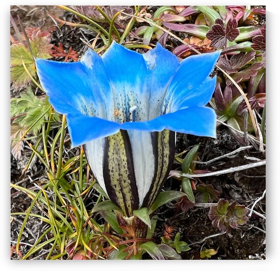 IMG 2848 jpg by Serv Goyal