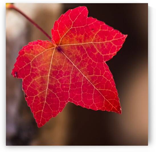 750 8802 by Serv Goyal