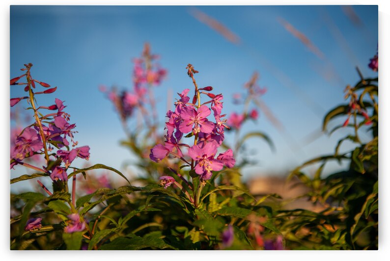 01092020 tirage isadora photo voyage côte nord  1678551943.8116 by Isadora Photo Admin