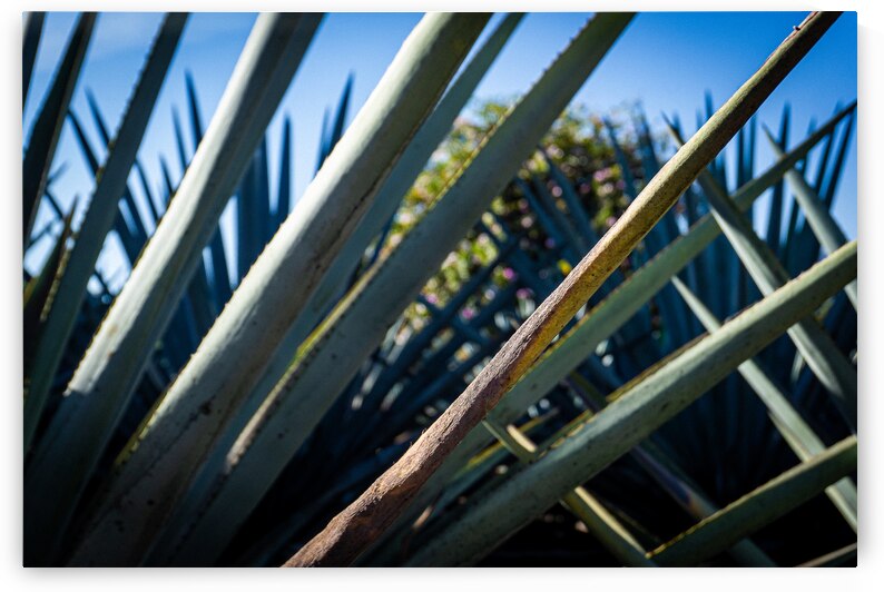 blueagave by GK Art Shots