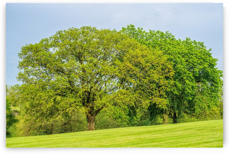 Elm And Oak Trees On A Hill by Jennifer White