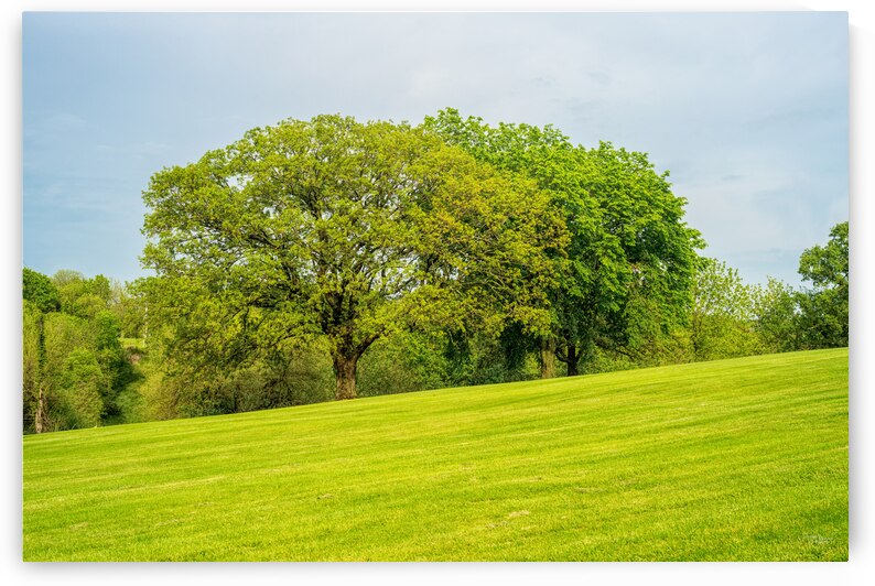 Oak And Elm Trees On A Hill by Jennifer White