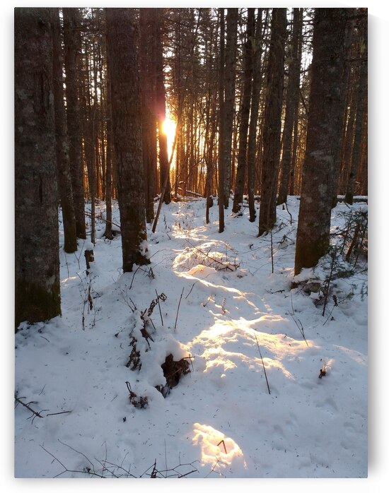 Lumiere de la foret by Lizet