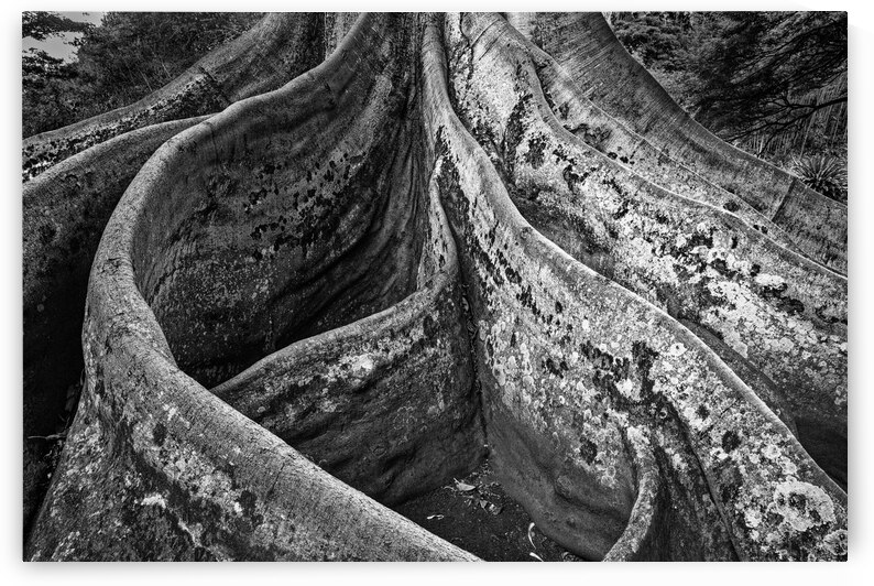 20221027 DSC 7314 Edit bw 16x24 by Phillip A Snider Photography