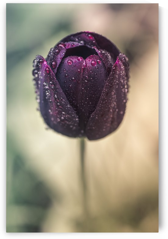 The Tulip by Manadh Photography