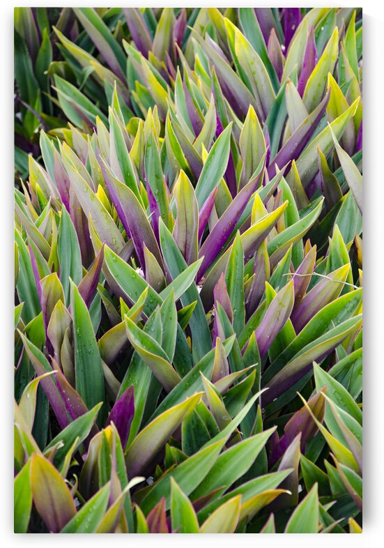  DSC9703 by Serv Goyal