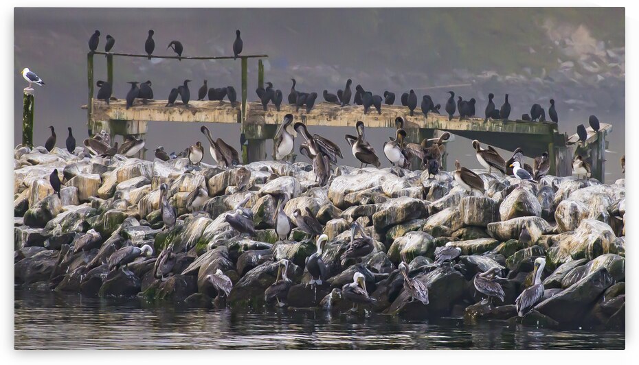 DSC 7891 by Serv Goyal